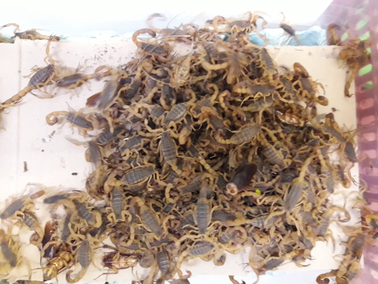 CARAMBA!!!! Zoonoses capturou quase 5 mil escorpiões em cemitérios
