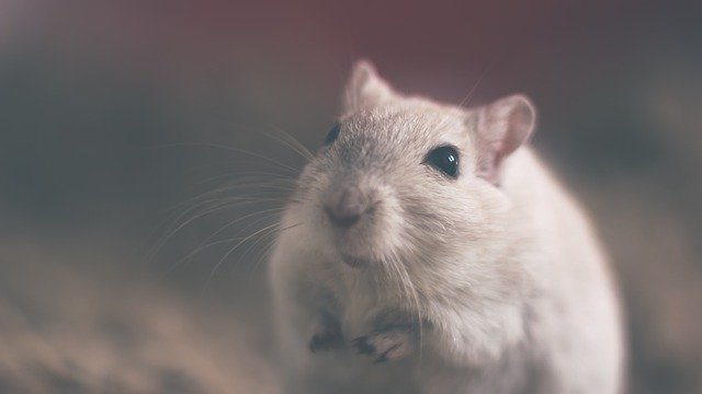 Dia do Rato: neurocientista convida a enxergar o lado vilão e herói