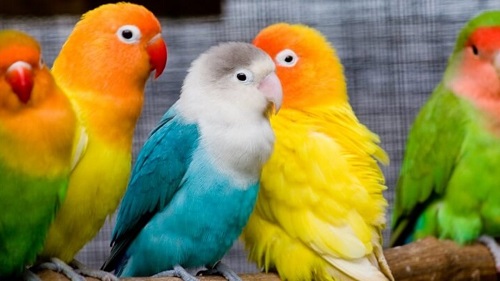 Itapira já conta com casa especializadas em pássaros ornamentais