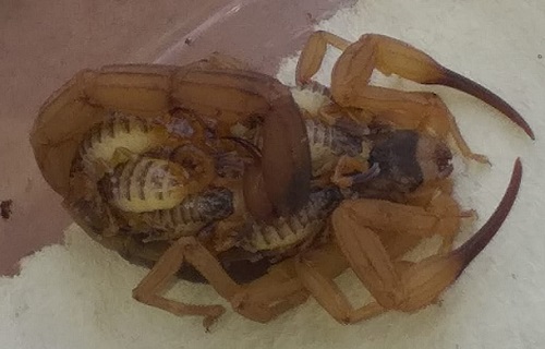 Zoonose vai retomar a captura de escorpiões no cemitério