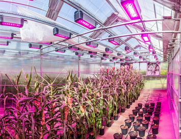 Pesquisadores mapeiam avanços na criação de plantas mais resistentes à crise climática