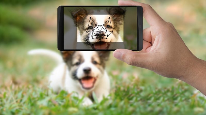 App de reconhecimento facial de cães e gatos ajuda a encontrar pets perdidos
