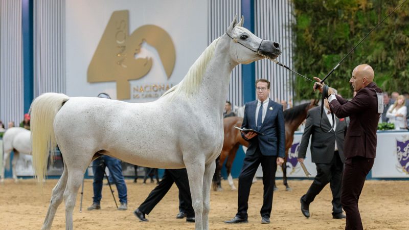 40ª Exposição Nacional do Cavalo Árabe comprova evolução e solidez da raça
