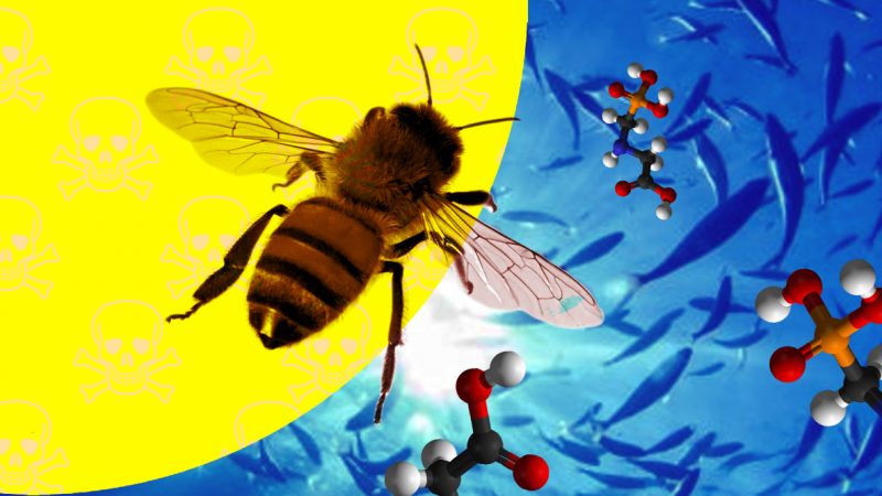 Agrotóxicos colocam em risco a vida aquática e também são identificados em abelhas