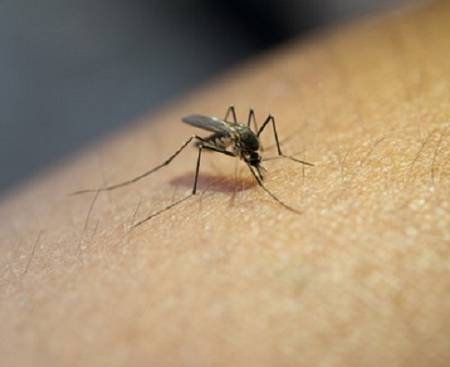 Começo de ano chuvoso aumenta risco da dengue e doenças causadas pelo Aedes
