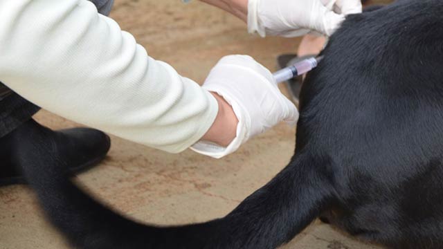 Vacinação de cães e gatos passa a ser feita com agendamento