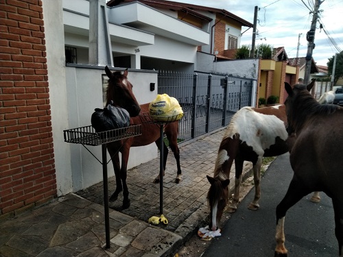 Só faltava essa: cavalos ‘vira latas’ atacam na Nova Itapira