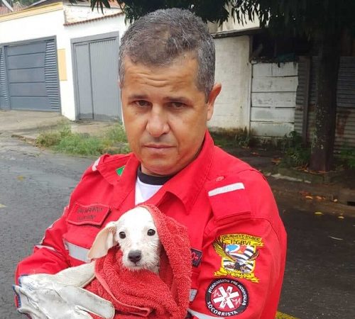 Cãozinho é salvo após ficar dias dentro de bueiro