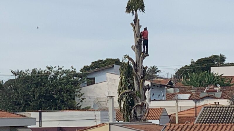 Homem ‘escala’ palmeira de 8 metros durante poda para obra