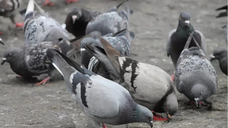 Tá proibido dar comida para pombo em Itapira