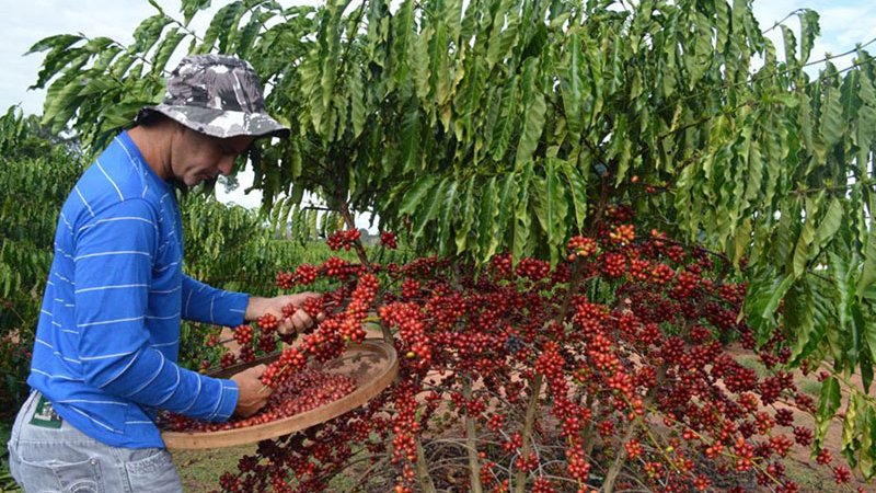 Melhor café do Brasil será escolhido esta semana