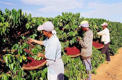 Brasil produziu 50,92 milhões de sacas de café em 2022