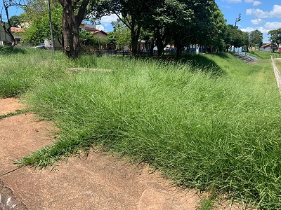 Moradores pedem manutenção no entorno de campo nos Prados