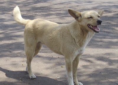 Projeto ‘Amor Vira-Lata’ foca na ajuda aos pets