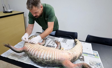 Jacaré que morreu após maus tratos vai para o Museu