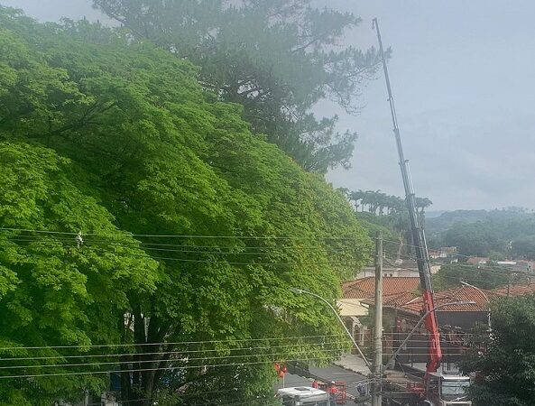 Retirada de árvore condenada interdita trecho da Avenida Paoletti hoje