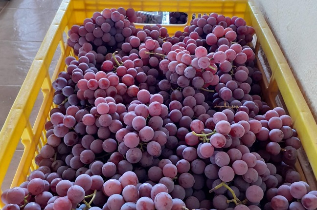 ‘Cantina Di Ricieri’ tem uva de mesa colhida na hora e vinhos para as festas