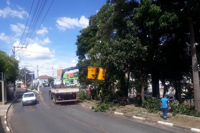 Com podas racionais, SAMA favorece a arborização urbana