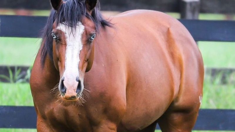 Ladrões invadem haras e levam duas éguas de raça