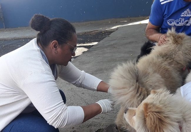 Zoonoses vacinou 1.228 cães e 296 gatos durante o ano