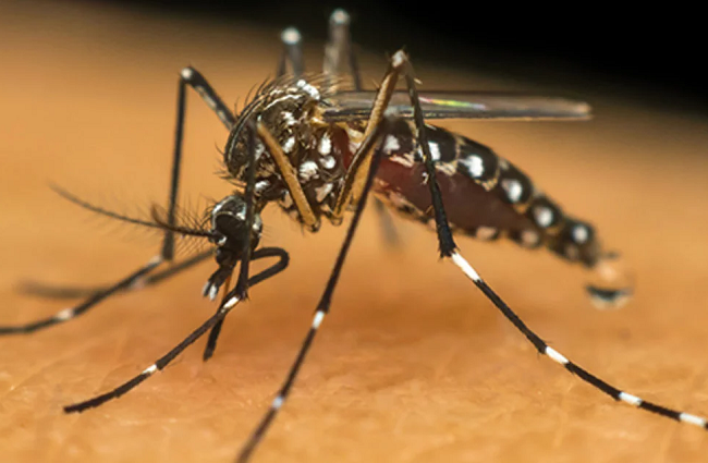 Casos de dengue em 2024 são 4 vezes maior que em 2023 inteiro
