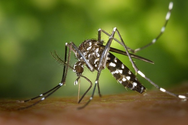 Tipo do vírus da dengue isolado em Itapira pode explicar alta no número de casos