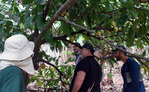 Renascer é aqui: Itapira pode virar polo de cultivo de cacau