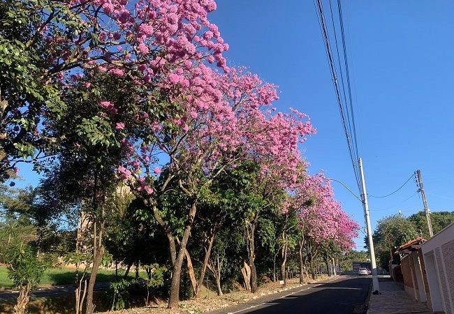 Ipê Roxo por todos os cantos embeleza ainda mais Itapira