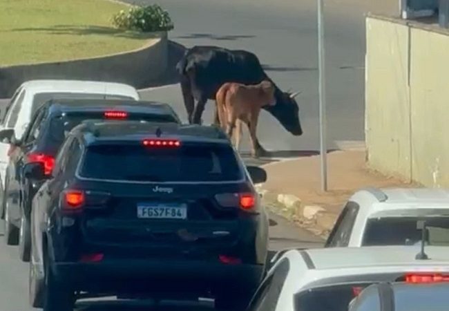 Vaca e seu bezerro dão rolê pelo bairro Santa Fé