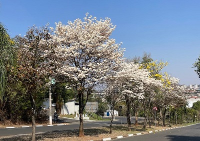 Depois do rosa, agora é a vez do ipê branco embelezar a cidade