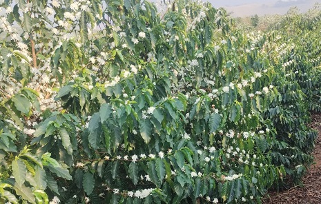 Florada em cafezais transforma a paisagem no campo