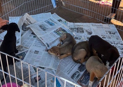 Hoje é dia da ‘Feira de Adoção’ na Agrodel