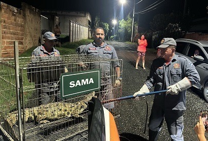 Defesa Civil dá o ‘bote’ em jacaré de 50 kg no Jacuba