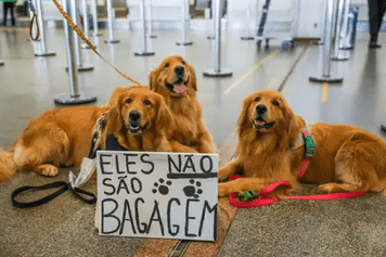 Férias chegam e trazem um dilema: viajar ou não com os pets?