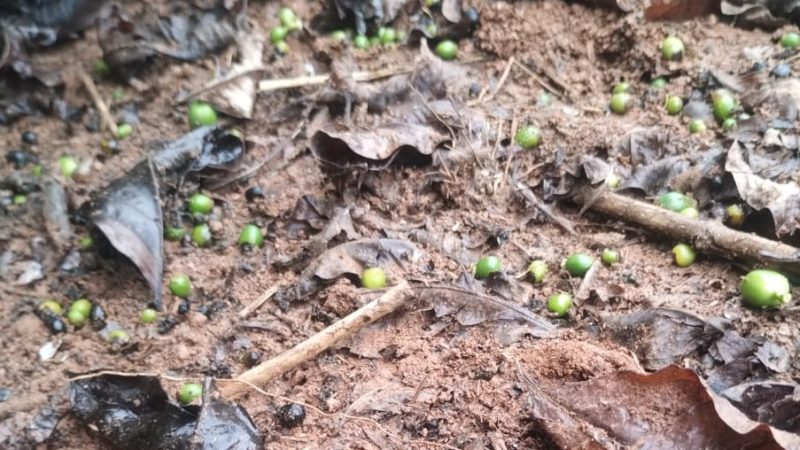 Pés de café de Itapira e região ‘abortaram’ os frutos devido ao calor